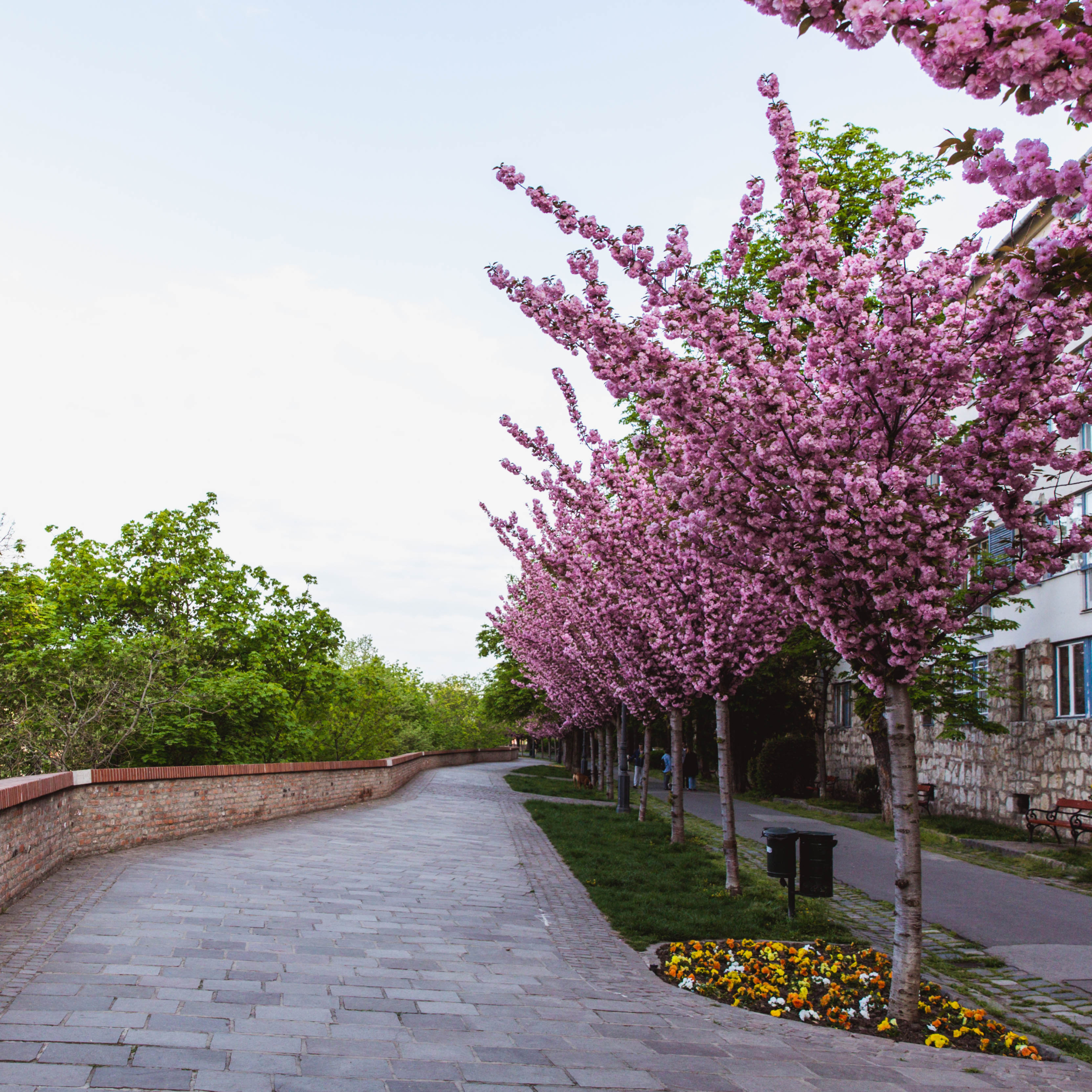 Alley of blossoming plum trees in Buda Castle in Budapest, Hungary
