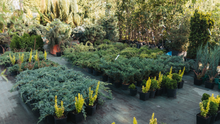 Right Plants for Your Garden