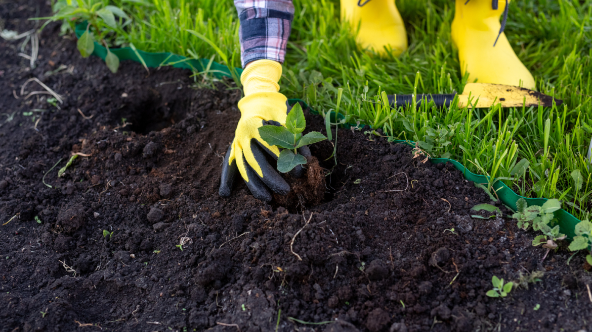 Garden Planting