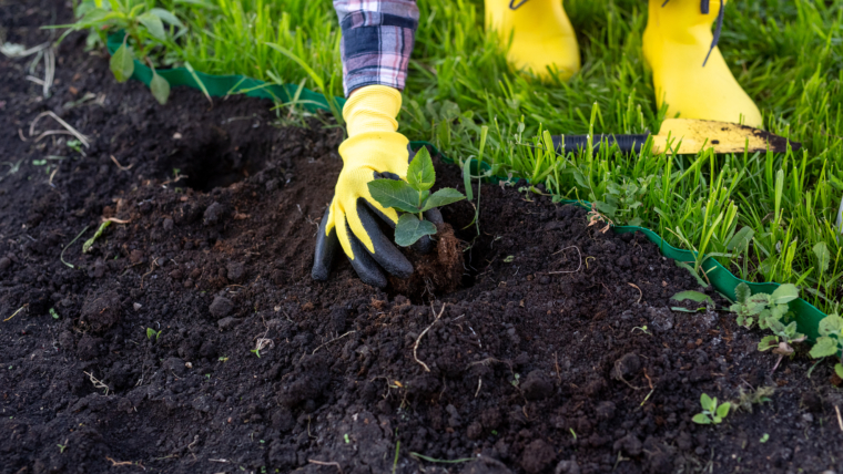 Landscaping