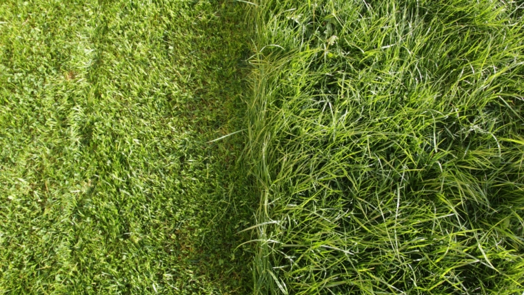 Which is Right for Your Lawn?